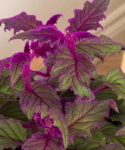 Purple Passion Plant Set of 2 - Gynura Aurantiaca - 2 Inch Pot Indoor Plant