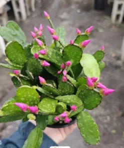 Purple Spring Cactus Easter Cactus 4in Potted Plant