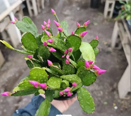 Purple Spring Cactus Easter Cactus 4in Potted Plant