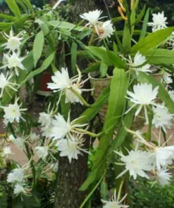 Queen of the Night Cactus - 4in Potted Plant - 4-inch Size - Night Blooming Cereus Epiphyllum