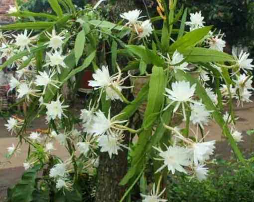 Queen of the Night Cactus - 4in Potted Plant - 4-inch Size - Night Blooming Cereus Epiphyllum