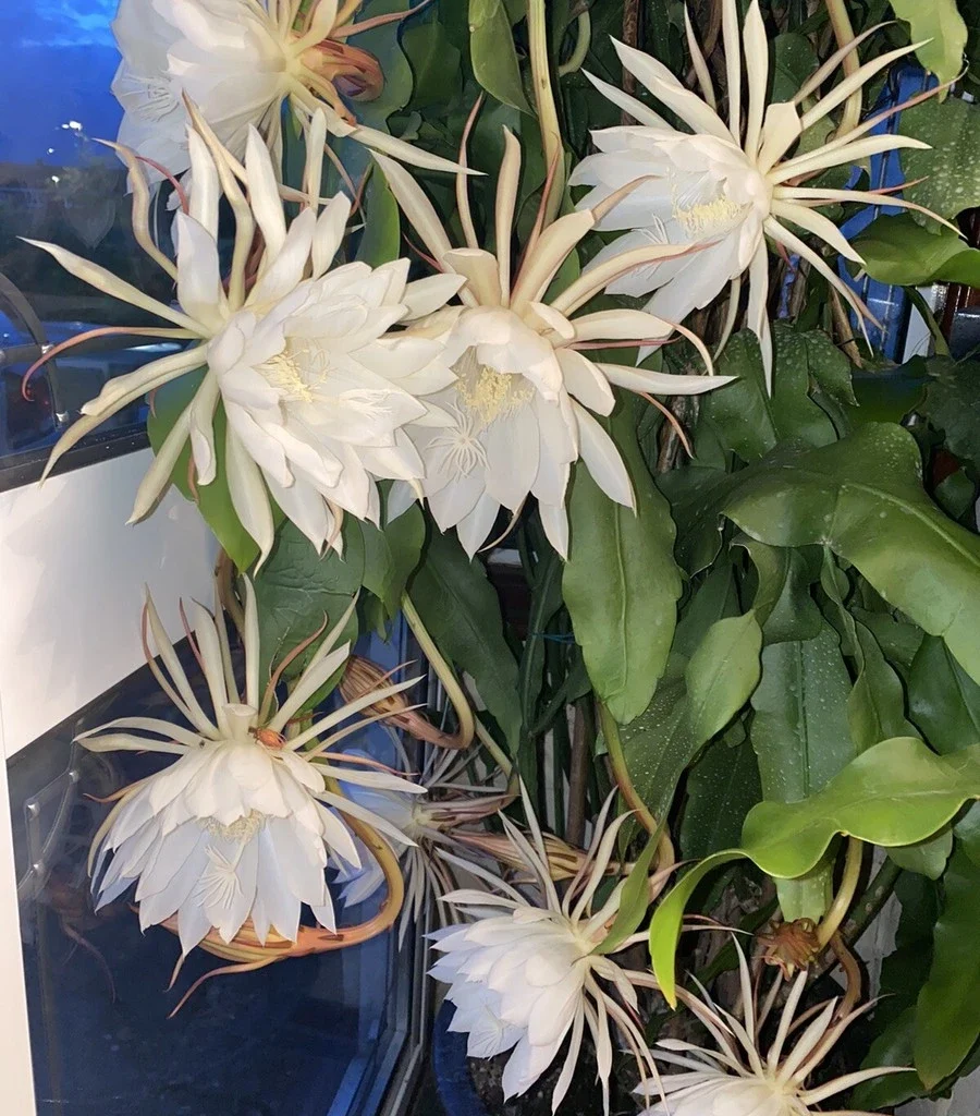 Queen of the Night Cactus – 4in Potted Plant – 4-inch Size – Night Blooming Cereus Epiphyllum