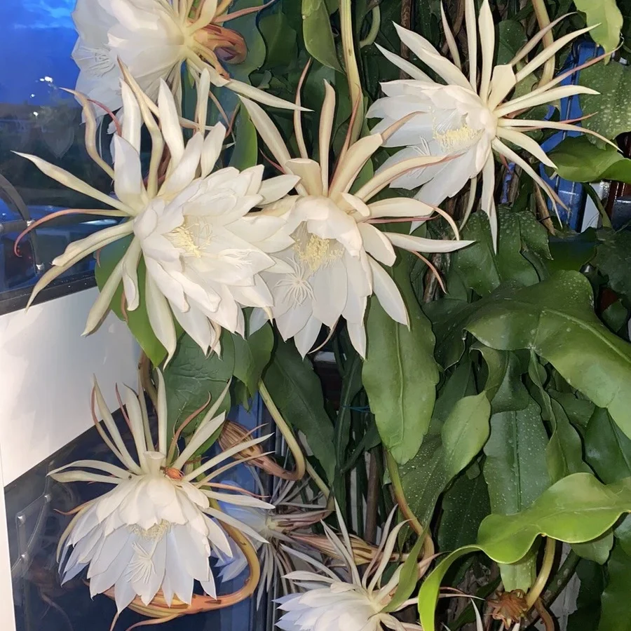 Queen of the Night Cactus – 4in Potted Plant – 4-inch Size – Night Blooming Cereus Epiphyllum