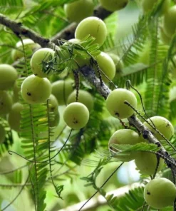 Rare Indian Gooseberry Plant - 1 Gal Pot Size 13-18 Inches