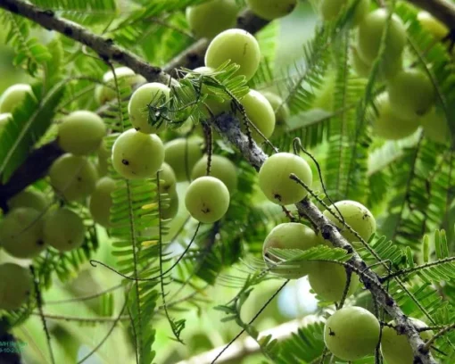 Rare Indian Gooseberry Plant - 1 Gal Pot Size 13-18 Inches