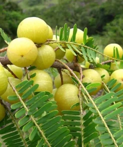 Rare Indian Gooseberry Plant - 1 Gal Pot Size 13-18 Inches