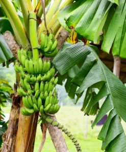 Red Banana (Morelle Ensete) Plant - Tropical Ornamental - Red Foliage