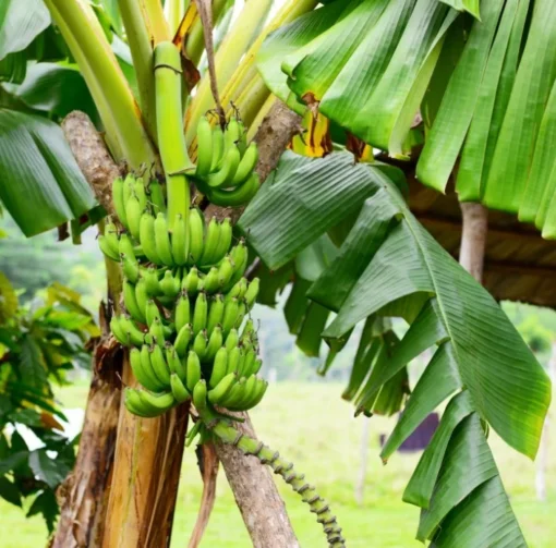 Red Banana (Morelle Ensete) Plant - Tropical Ornamental - Red Foliage