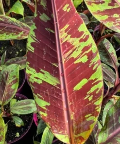 Red Banana (Morelle Ensete) Plant - Tropical Ornamental - Red Foliage