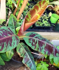 Red Banana (Morelle Ensete) Plant - Tropical Ornamental - Red Foliage