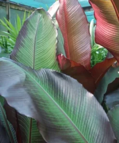 Red Banana (Morelle Ensete) Plant - Tropical Ornamental - Red Foliage