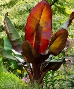 Red Banana (Morelle Ensete) Plant - Tropical Ornamental - Red Foliage