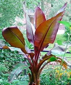 Red Banana (Morelle Ensete) Plant - Tropical Ornamental - Red Foliage