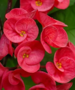 Red Crown of Thorns Plant - Euphorbia Milii - 5-6 Inch Rooted Cactus