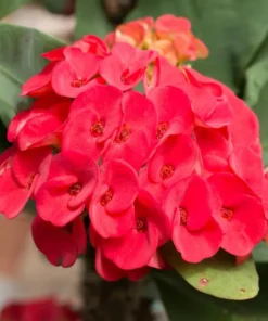 Red Crown of Thorns Plant - Euphorbia Milii - 5-6 Inch Rooted Cactus