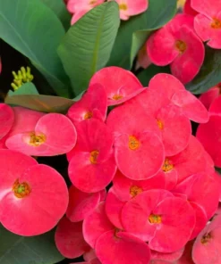 Red Crown of Thorns Plant - Euphorbia Milii - 5-6 Inch Rooted Cactus