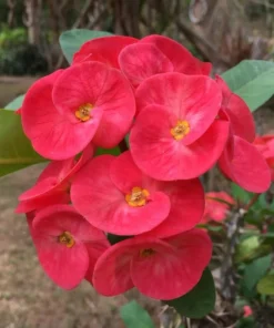 Red Crown of Thorns Plant - Euphorbia Milii - 5-6 Inch Rooted Cactus