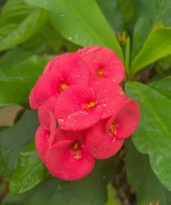 Red Crown of Thorns Plant - Euphorbia Milii - 5-6 Inch Rooted Cactus
