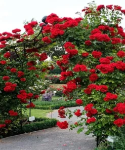 Red Don Juan Climbing Rose Bush - Starter Plant, Fragrant, Well-Rooted