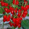 Red Habanero Pepper Plants - Set of 2 Live Plants 4-6 inch Tall for Outdoor Planting