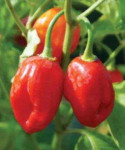 Red Habanero Pepper Plants - Set of 2 Live Plants 4-6 inch Tall for Outdoor Planting