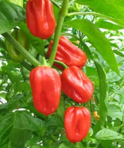 Red Habanero Pepper Plants - Set of 2 Live Plants 4-6 inch Tall for Outdoor Planting