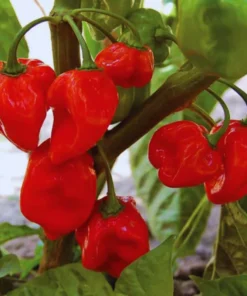 Red Habanero Pepper Plants - Set of 2 Live Plants 4-6 inch Tall for Outdoor Planting