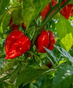 Red Habanero Pepper Plants - Set of 2 Live Plants 4-6 inch Tall for Outdoor Planting