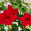 Red Mandevilla Plant Starter 10 in Tall Live Vine No Pot