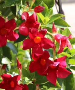 Red Mandevilla Plant Starter 10 in Tall Live Vine No Pot