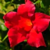 Red Mandevilla Starter Plant - 8-10 inch Live Plant - No Pot