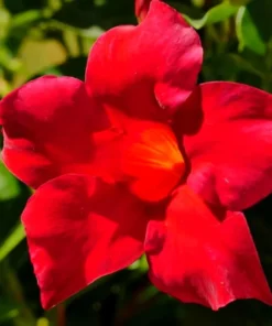 Red Mandevilla Starter Plant - 8-10 inch Live Plant - No Pot