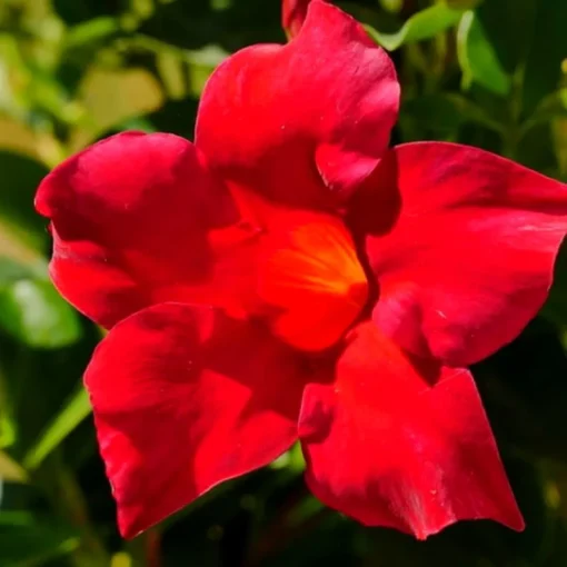 Red Mandevilla Starter Plant - 8-10 inch Live Plant - No Pot