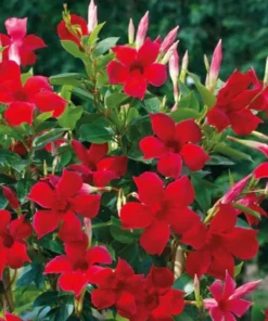 Red Mandevilla Starter Plant - 8-10 inch Live Plant - No Pot