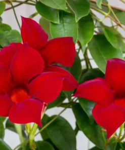 Red Mandevilla Starter Plant - 8-10 inch Live Plant - No Pot