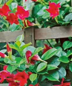 Red Mandevilla Starter Plant - 8-10 inch Live Plant - No Pot