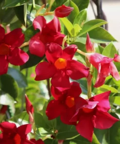 Red Mandevilla Starter Plant - 8-10 inch Live Plant - No Pot