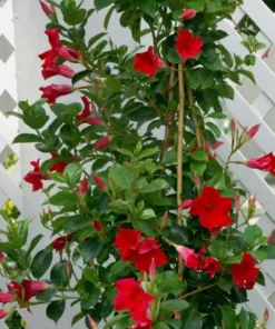 Red Mandevilla Starter Plant - 8-10 inch Live Plant - No Pot