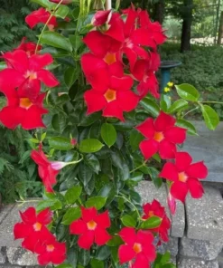 Red Mandevilla Starter Plant - 8-10 inch Live Plant - No Pot