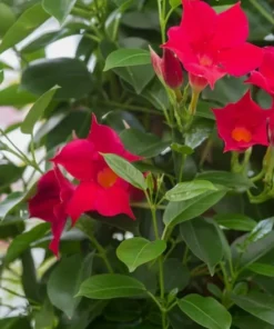 Red Mandevilla Starter Plant - 8-10 inch Live Plant - No Pot