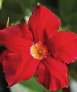 Red Mandevilla Starter Plant - 8-10 inch Live Plant - No Pot