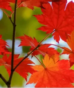 Red Maple Tree - 4 Inch Pot - Acer Rubrum Seedling