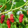 Red Mulberry Tree 4-8 in Tall Red Mulberry Sapling