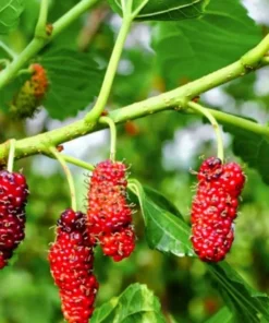 Red Mulberry Tree 4-8 in Tall Red Mulberry Sapling