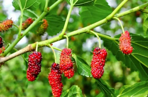 Red Mulberry Tree 4-8 in Tall Red Mulberry Sapling