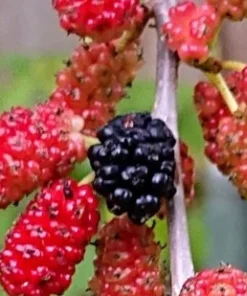 Red Mulberry Tree 4-8 in Tall Red Mulberry Sapling