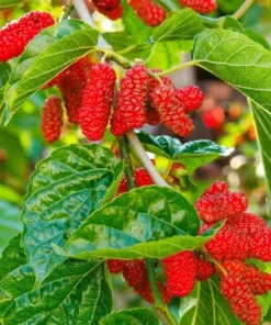 Red Mulberry Tree 4-8 in Tall Red Mulberry Sapling