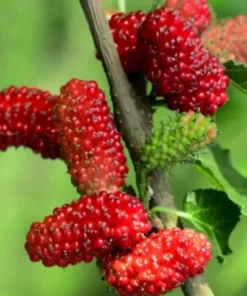 Red Mulberry Tree 4-8 in Tall Red Mulberry Sapling
