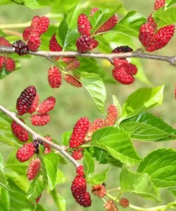 Red Mulberry Tree 4-8 in Tall Red Mulberry Sapling