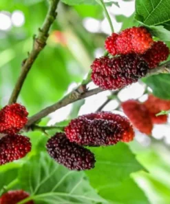 Red Mulberry Tree 4-8 in Tall Red Mulberry Sapling